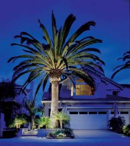 Lighted Palm Tree